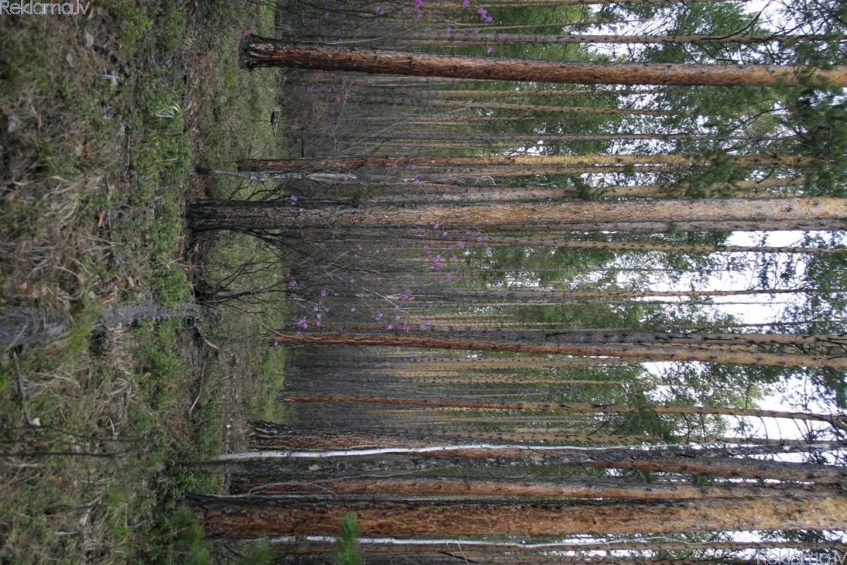 Sludinājumi. Mežs, Liepājas raj., Grobiņas pag., 20000 kv. m, ūdens, blakus elektrība, Zemes gr., .Взможен обмен Cena: 129000 EUR Foto #2