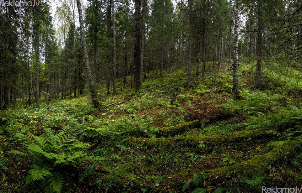 Sludinājumi. Mežs, Liepājas raj., Grobiņas pag., 20000 kv. m, ūdens, blakus elektrība, Zemes gr., .Взможен обмен Cena: 129000 EUR Foto #3